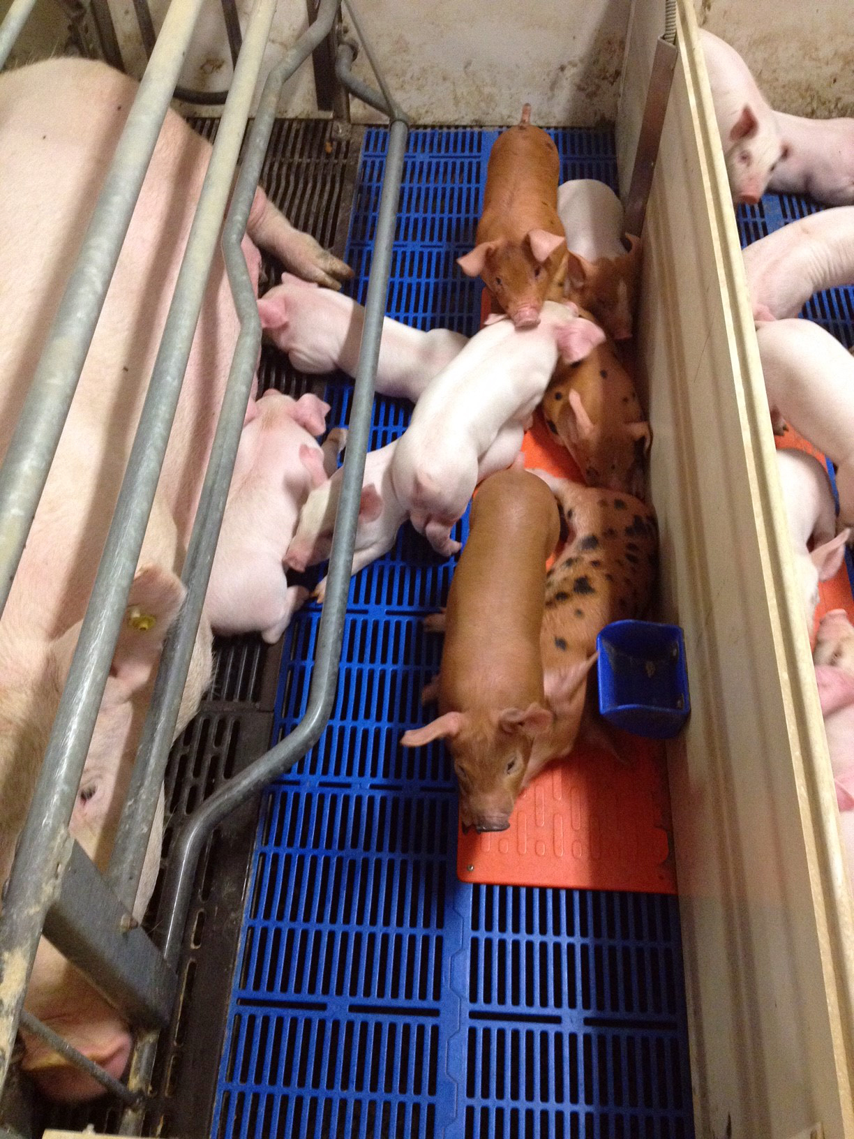 Preparing For Farrowing : 6 Steps to Prep Farrowing Rooms – DNZB